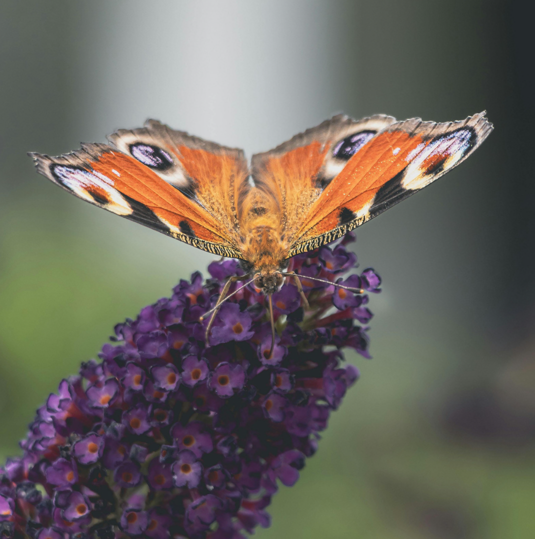 Quand tailler un arbre à papillon ?