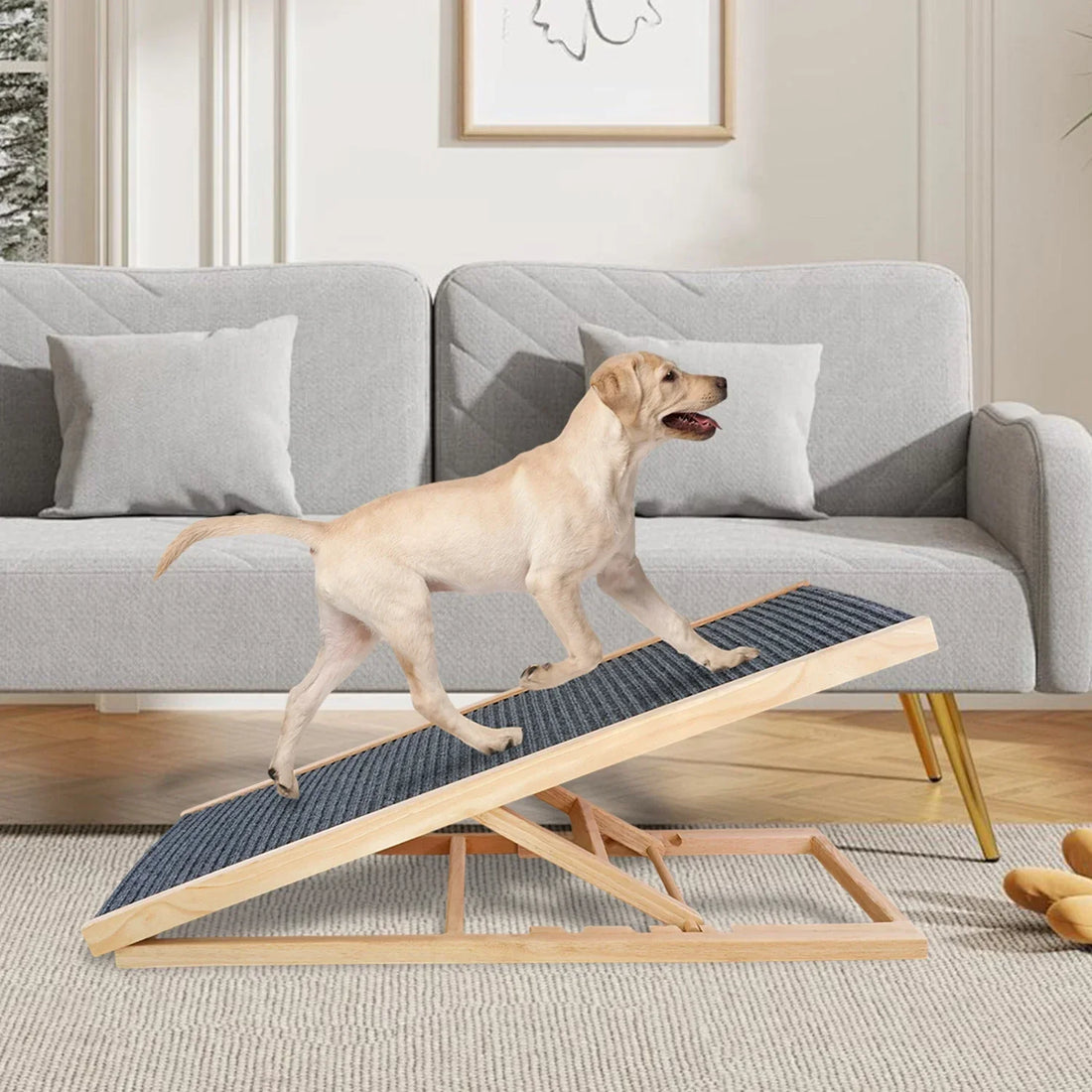 Comment apprendre à un chien à utiliser une rampe | Guide simple