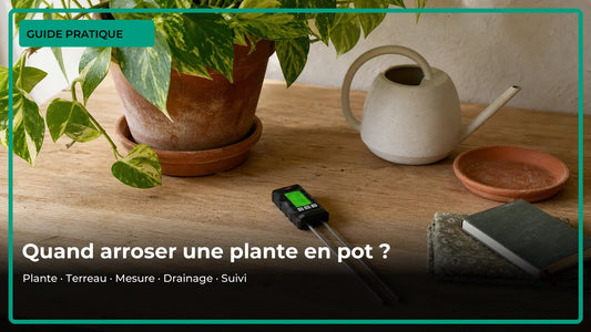 Quand arroser une plante en pot : observation, terreau, testeur, drainage et suivi