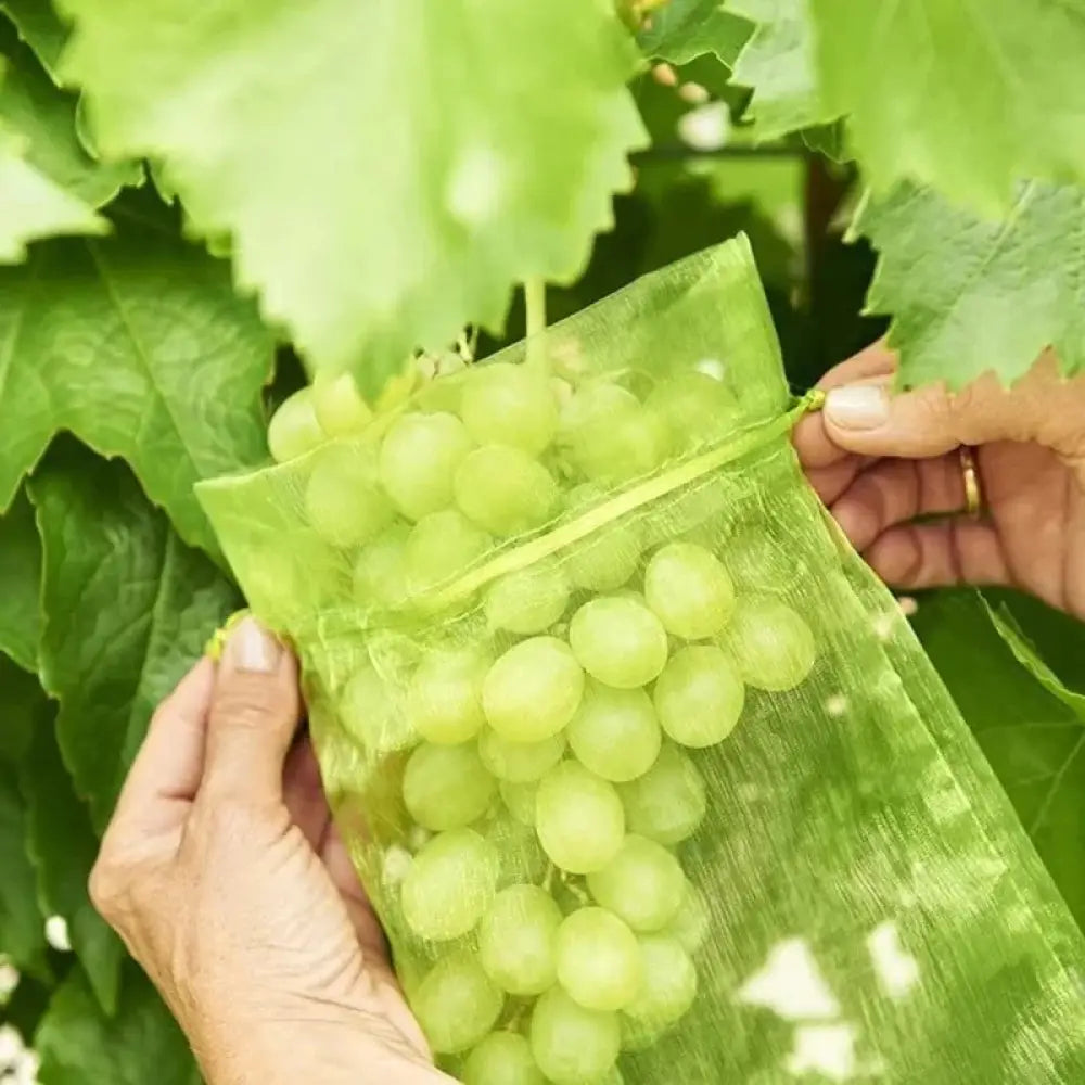 Sacs de protection pour fruits – lot de 50 - Protection des cultures