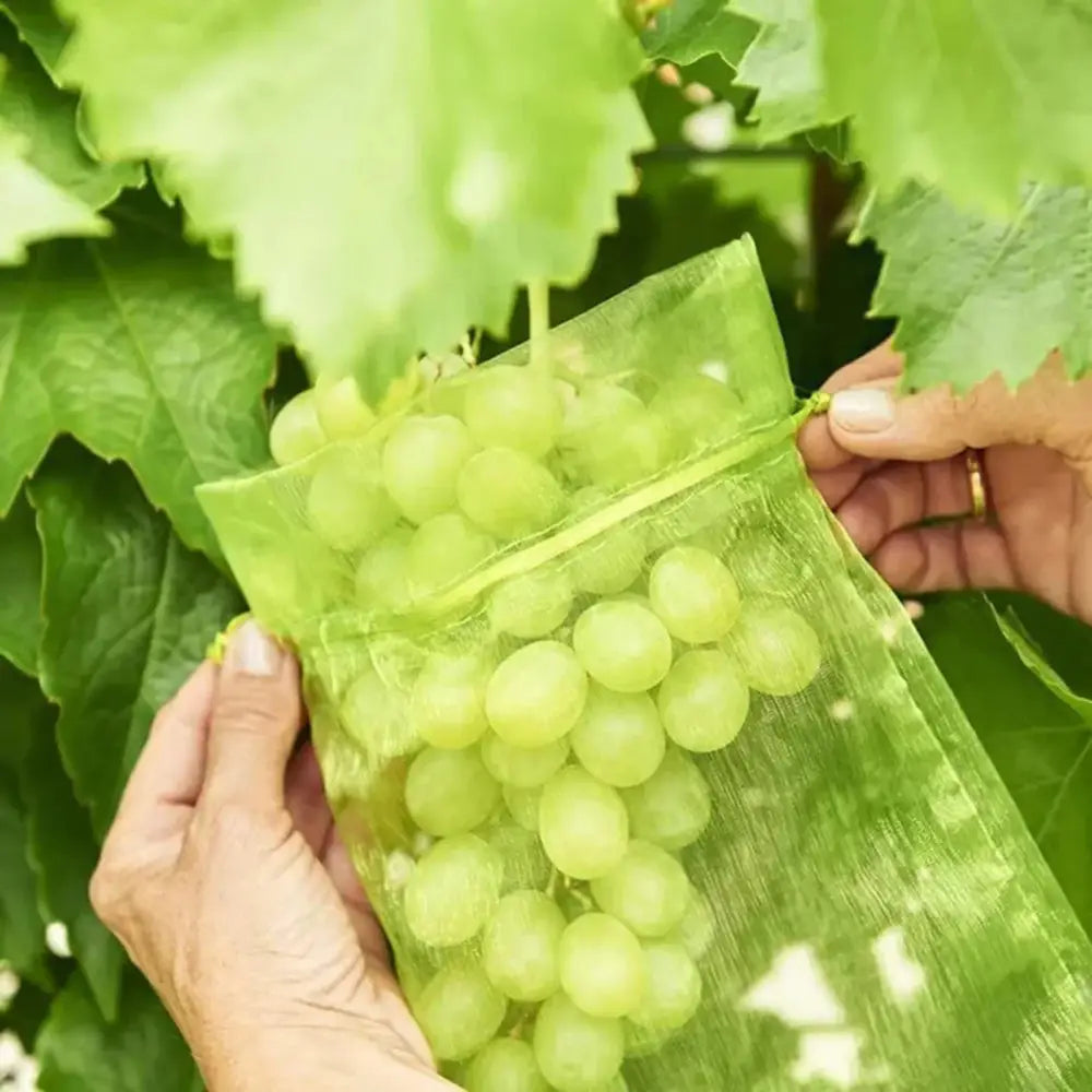 Sacs de protection pour fruits – lot de 50 - Protection des cultures